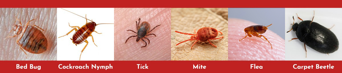 bugs that look like bed bugs. bugs mistaken for bed bugs.